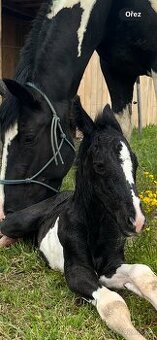 Barock Pinto x Welsh Cob D
