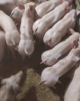 Odstavčata Pietrain