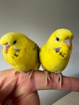 Andulky Maznačikovia krotke