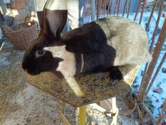 Králik burgunsky x hyla