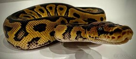 Python regius - 1