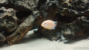 Africké Cichlidy
