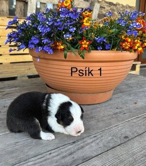 Austrálsky ovčiak: rezervácia šteniatok