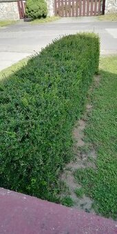 Zemolez/lonicera nitida