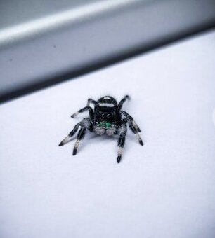 Predám pavúka Phidippus regius „Everglades“ (Skákavka kráľov