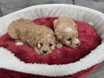 Cavapoo