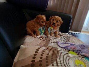 Cavapoo Maltipoo