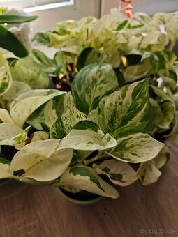 Predám rastlinu Pothos happy leaf