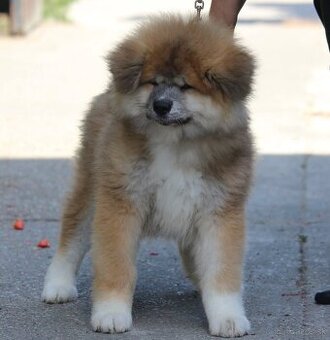 Akita inu - šteniatko psík