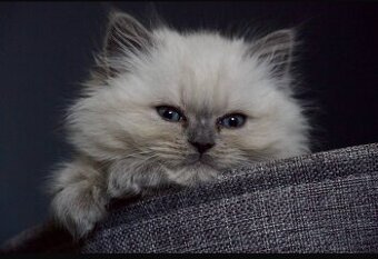 Ragdoll