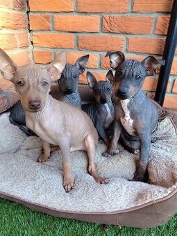 Americký bezsrstý teriér- šteniatka