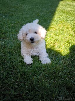 Bischon/bišón/bišon/bison - 1