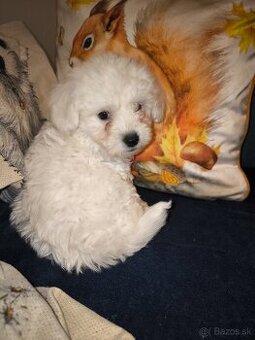 Bischon/bišón/bišon/bison