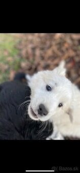 🐾 DARUJEM ROZKOŠNÉ ŠTENIATKA 🐾