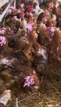 Sliepky. Mládky. Dovoz