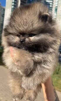 Pomeranian mini šable