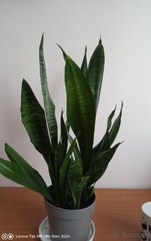 Svokrin jazyk vyšši - 1