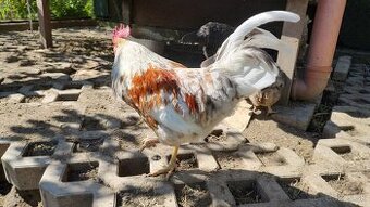 Predam kohuta kohutov