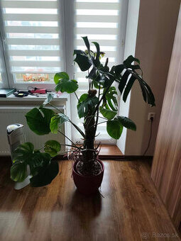 Monstera deliciosa 140 cm