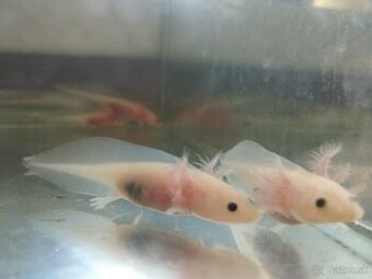 Axolotl Mexický, vodný dráčik