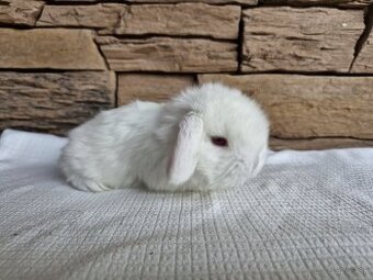 Minilop, zakrslý králik