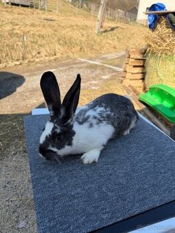 Činčila veľká x Hyla