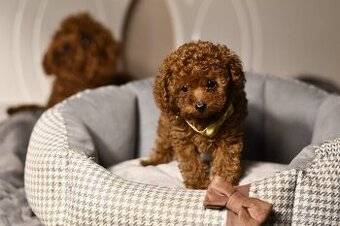 Pudel Pudlik Teacup mini pesek pudla Teacup XXS