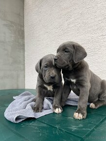 Stafford x Cane Corso