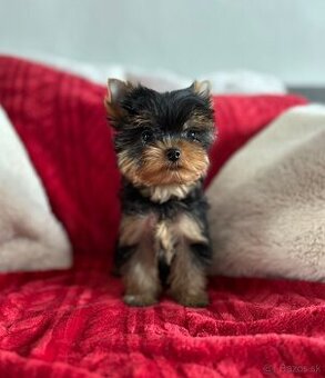 Yorkshirsky terrier, jorkšírsky teriér s PP