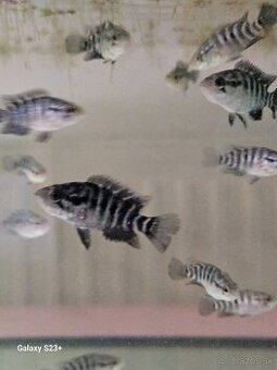 PARACHROMIS MANAGUENSIS