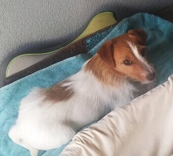 Jack Russell