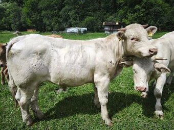 Predam Bykov - Charolais