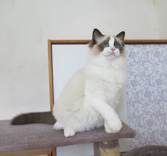 Ragdoll kocourci s průkazem původu k odběru