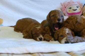Mini goldendoodle