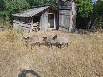 Romanovske ovce