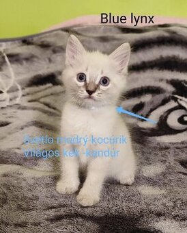 Ragdoll mačiatká bez pp