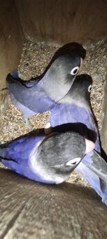 Agapornis škraboskovy