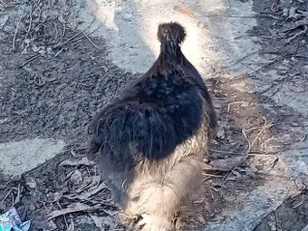 Kohútik hodvaábničky