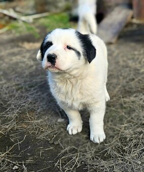 Stredoazijsky ovciak- Alabai - 1