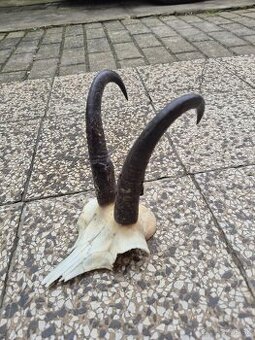 Trofej trofeje paroh parohy parozie zhody