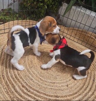 K dispozícii sú rozkošné šteniatka bígla.