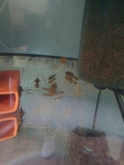 Predám prisavnik ancistrus