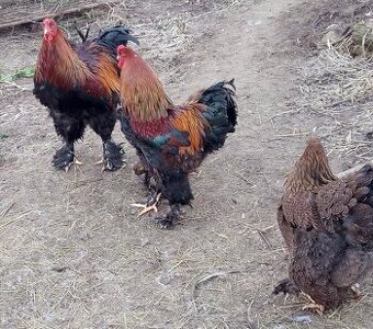 Brahmanka jarabičie NV