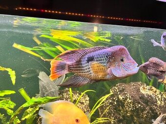 Akara potočná arquidens rivulatus, ocellatus