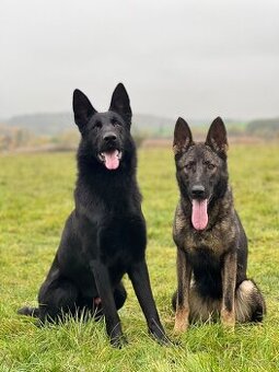 Nemecky Ovciak s pp kúpim