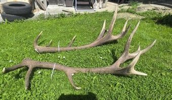 Jelenie zhody , parozie