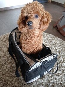 Prepravná taška pre psy alebo mačky