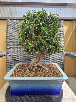 Bonsai Olivovnik Europsky