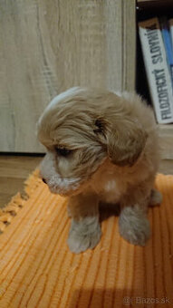 Maltipoo