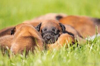 Belgický ovčiak Malinois s PP